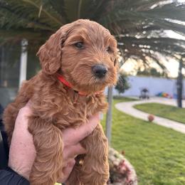 Boy red - Red male Dachshund puppy in Corona, Ca Hemet, Ca Surpise, Az, California from Over The Moon Dachshunds