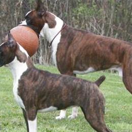 Boxers from Timberstone Boxers