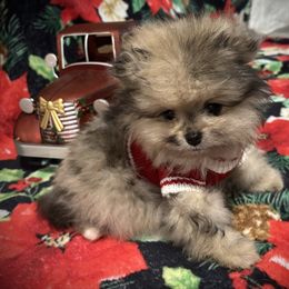 -----HOLIDAY PRICING: Draco will be ready before Christmas (December sixth) - Blue merle male Pomeranian puppy in New Tazewell, Tennessee from Pom Pom Pomskies and Pomeranians-TN
