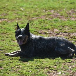 Dixie - Australian Cattle Dog