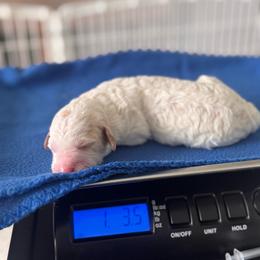Boy 3 - male Australian Mountain Doodle puppy in Decatur, Illinois from Signature Doodles