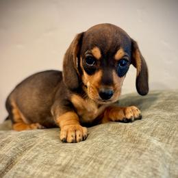 BEAR - Wild  boar and tan male Dachshund puppy in Valley Center, California from Ranchy Doxies