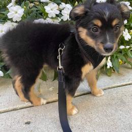 Australian Shepherd, Miniature Australian Shepherd, and Toy Australian Shepherd Puppies from Rumour Has It Aussies
