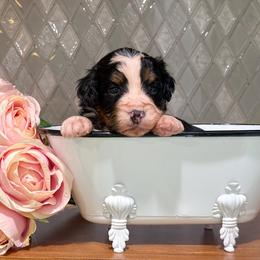 Max - Tri-color female Bernedoodle puppy in Kilgore, Texas from Furry Tail Doodles