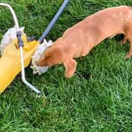 Bentley - Dachshund