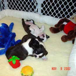 Boston Terrier Puppies from Achates Bostons