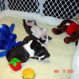 Boston Terrier Puppies from Achates Bostons