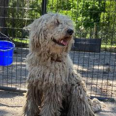 Lagertha - Komondor