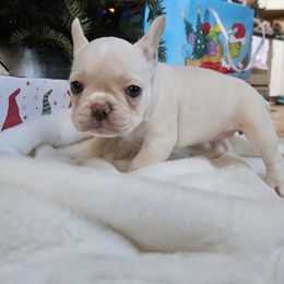 French Bulldog Puppies from Electric City Frenchies