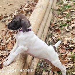 German Shorthaired Pointer Puppies from Jenny Ridge Kennels