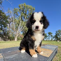 Big Tricolor Girl 1 - Tri-color female Bernedoodle puppy in Sioux Falls, South Dakota from WhiskeyCreek Doodles