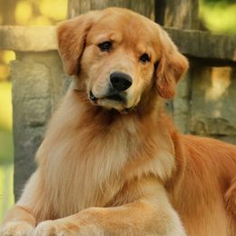 Golden Retrievers from Sue Gamble's Golden Retrievers