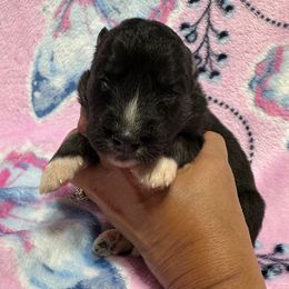 Eclipse - Agouti and white female Siberian Husky puppy in Centreville, Maryland from Huskies By the Bay