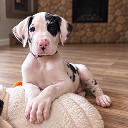 Puppy 1 - Harlequin male Great Dane puppy in Ocala, Florida from Oak Haven Great Danes