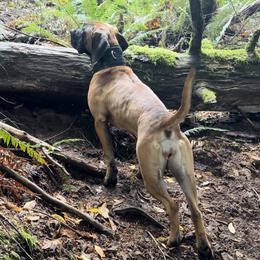 Braekhus - Boerboel