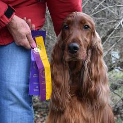Emmie - Irish Setter