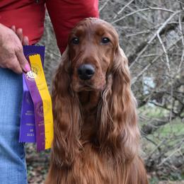 Emmie - Irish Setter