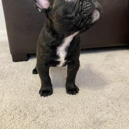 French Bulldog Puppies from Fur Royalty Frenchies