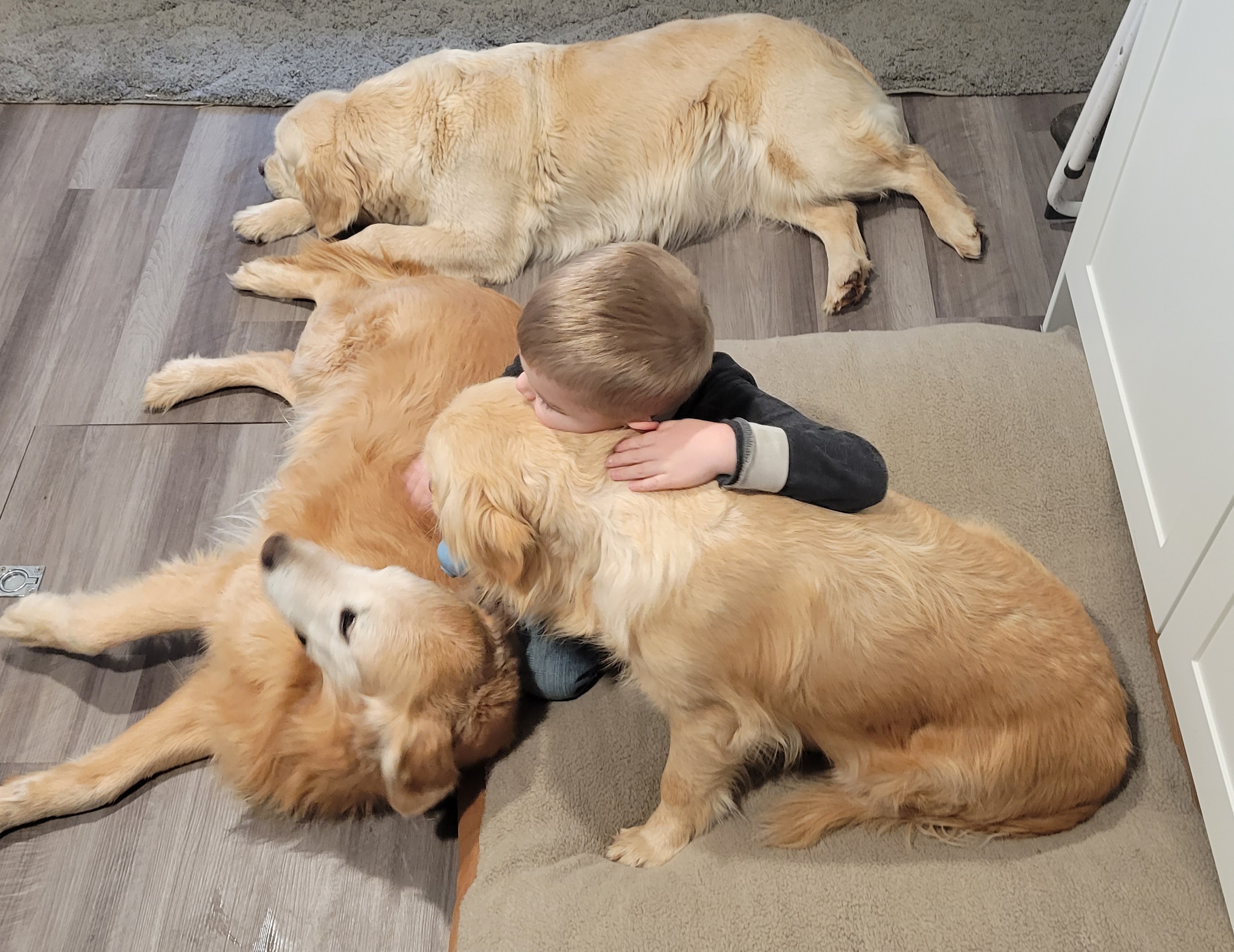 Golden Retriever All Grown Up from Highlander's Goldens of Howell