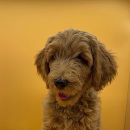 Tennessee (Blue Collar) - Red  Goldendoodle puppy in Richmond, Virginia from Kessi Doodles
