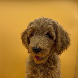 Tennessee (Blue Collar) - Red  Goldendoodle puppy in Richmond, Virginia from Kessi Doodles
