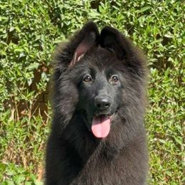 Kora - Black female German Shepherd puppy in Lexington, Virginia from Buffelbach Farmstead Shepherds
