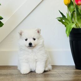 Stella - White female American Eskimo Dog puppy in St. George, Utah from Brookside Eskies