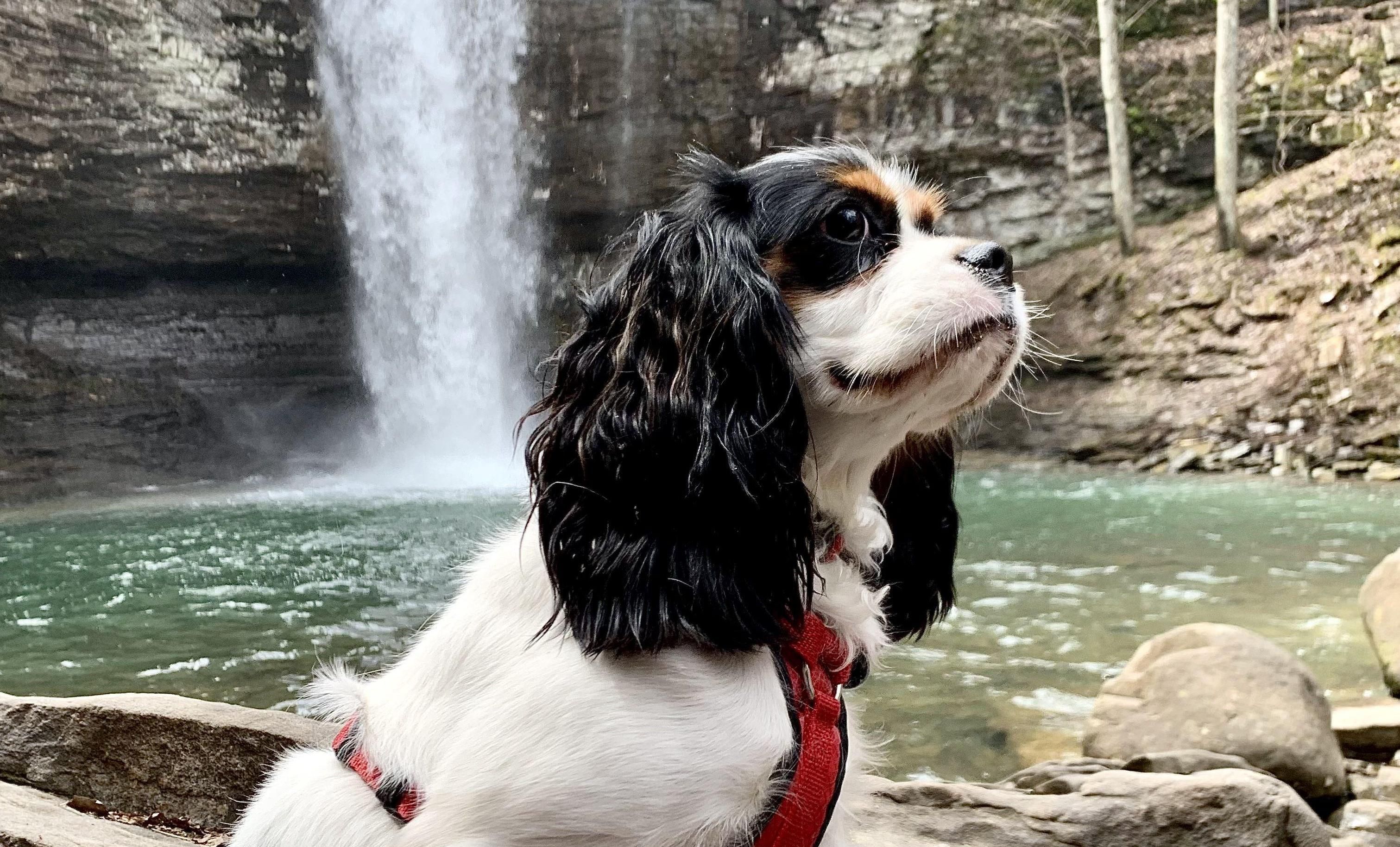 A Cavalier sits by a waterfall in a red harness