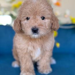 Peter barker - Red male Bernedoodle puppy in Yuciapa, California from AlltheDoodlez_