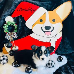 Brinkley - Black and tan female Pembroke Welsh Corgi puppy in Cashion, Oklahoma from Shabby Chic Corgis