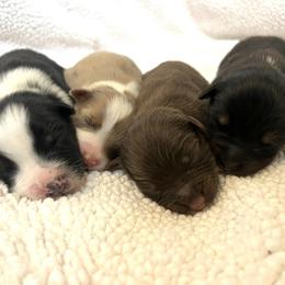 Australian Shepherd puppies from Dream E River Ranch