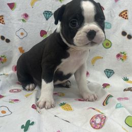 Nadine - Black brindle and white female Boston Terrier puppy in Fillmore, Illinois from Wind Hill Puppies