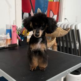Batman - Phantom male Poodle puppy in Houston, Texas from YZC Frenchies at 4C Ranch