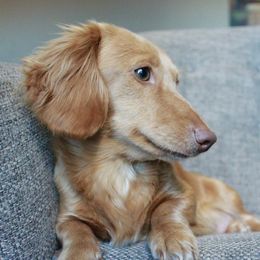 Mara - Dachshund