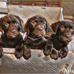 Labrador Retriever Puppies from Silver Birch Labrador Retrievers