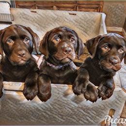 Labrador Retriever Puppies from Silver Birch Labrador Retrievers