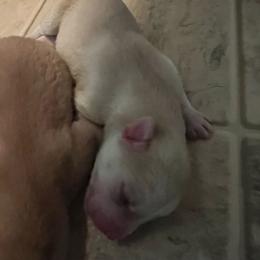 Cloud - Sable and white male Siberian Husky puppy in Bangs, Texas from Final Siberians