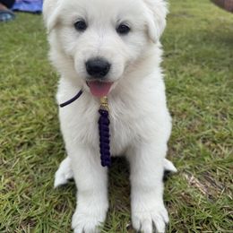 Purple girl - White female Berger Blanc Suisse puppy in Wilmington, North Carolina from Supernova Swiss Shepherds
