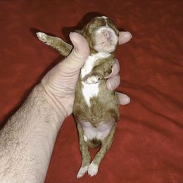 Rudy - Red male Cavapoo puppy in Spanish Fork, Utah from Sugar Doodles Pups