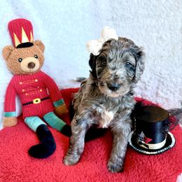 Princess Pirlipat - female Golden Mountain Doodle puppy in Victoria, Texas from Deidre's Doodles