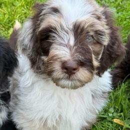 Jessie - Red merle female Aussiedoodle puppy in Churchville, New York from Bluebird Family Farm