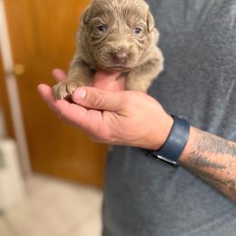 Black girl - Blue female German Shepherd puppy in Tipp City, Ohio from Urekar Haus