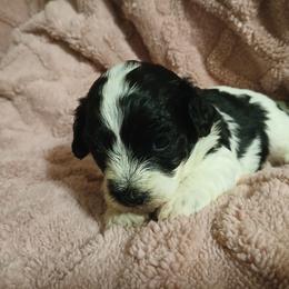 Almond Joy - White female Havapoo puppy in North Carolina from Faithful Hearts Kennel