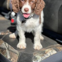 English Springer Spaniel Puppies from Spradley Springers