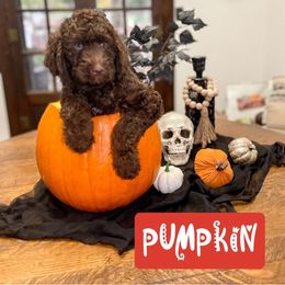 Double Doodle and Labradoodle Puppies from Magnolia & Finn Doodles