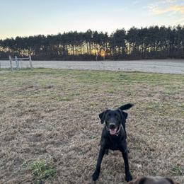 Labrador Retriever puppies from Cornerstone Retrievers