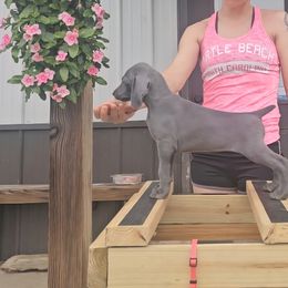 Weimaraner Puppies from So-IN Weimaraner's