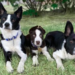Border Collies from High Caliber BCs