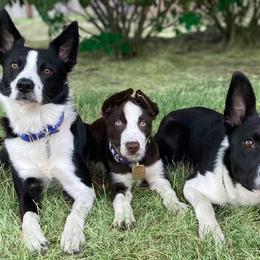 Border Collies from High Caliber BCs