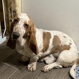 Ramiel - Lemon and white male Basset Hound puppy in Sidney, Nebraska from Royal Baez Basset